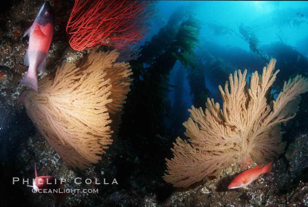California Golden gorgonian in kelp forest. San Clemente Island, USA, Macrocystis pyrifera, Muricea californica, natural history stock photograph, photo id 03486