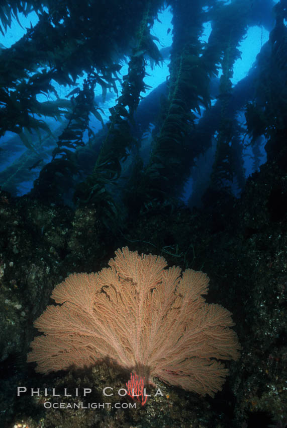 California Golden gorgonian. San Clemente Island, USA, Muricea californica, natural history stock photograph, photo id 05332