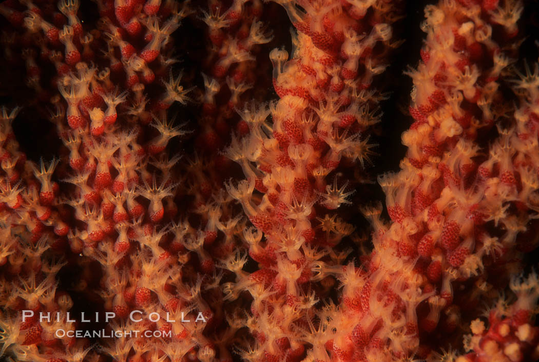 California Golden gorgonian polyps. San Clemente Island, USA, Muricea californica, natural history stock photograph, photo id 03479