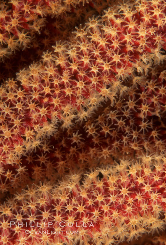 California Golden gorgonian polyps. San Clemente Island, USA, Muricea californica, natural history stock photograph, photo id 03483