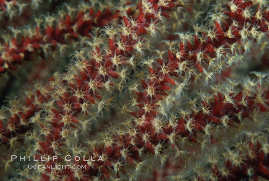 California Golden gorgonian, polyp detail. San Clemente Island, USA, Muricea californica, natural history stock photograph, photo id 02561