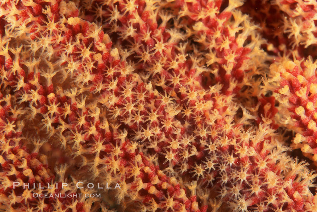 California Golden gorgonian polyps.  The golden gorgonian is a colonial organism composed of thousands of tiny polyps. Each polyp secretes calcium which accumulates to form the structure of the colony. The fan-shaped gorgonian is oriented perpendicular to prevailing ocean currents to better enable to filter-feeding polyps to capture passing plankton and detritus passing by. San Clemente Island, USA, Muricea californica, natural history stock photograph, photo id 03481