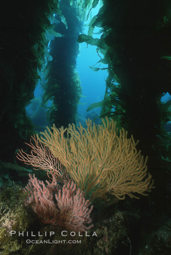 California Golden gorgonian in kelp forest. San Clemente Island, USA, Macrocystis pyrifera, Muricea californica, natural history stock photograph, photo id 05361