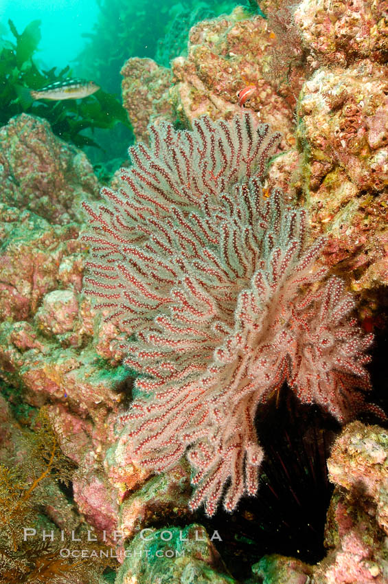 California Golden gorgonian on the rocky reef. San Clemente Island, USA, Muricea californica, natural history stock photograph, photo id 10189