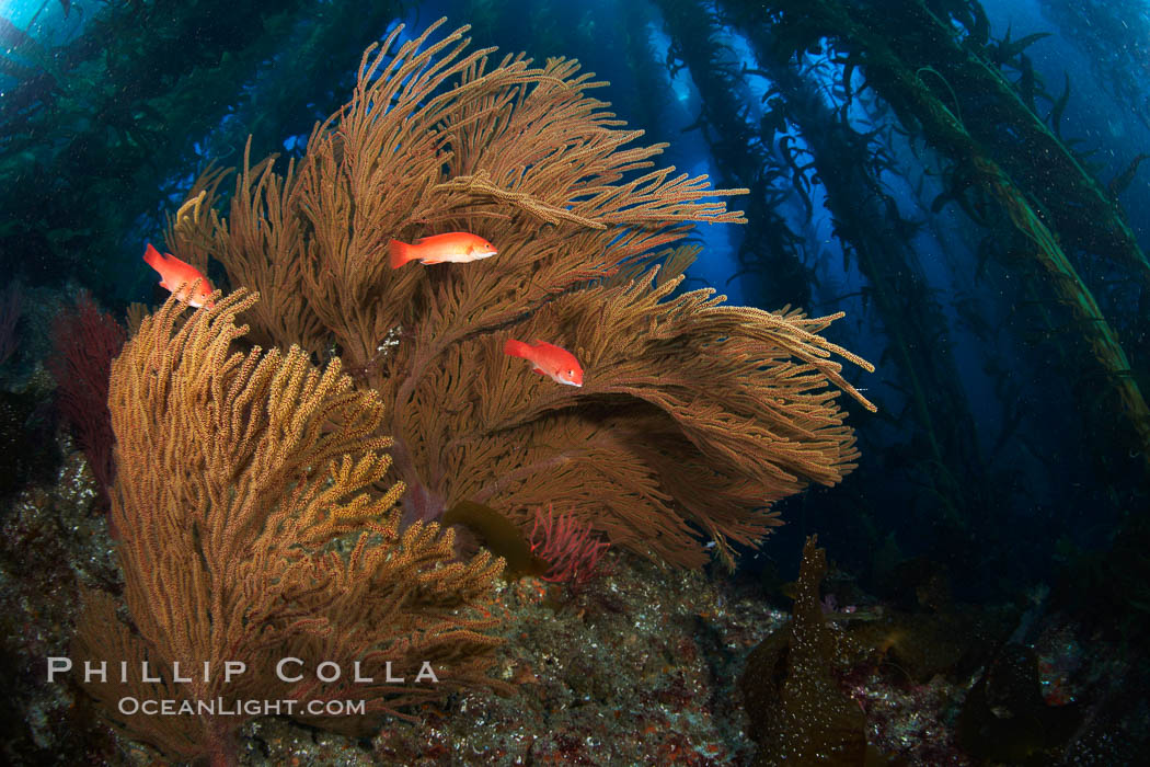 California golden gorgonian and small juvenile sheephead fishes on rocky reef, below kelp forest, underwater.  The golden gorgonian is a filter-feeding temperate colonial species that lives on the rocky bottom at depths between 50 to 200 feet deep.  Each individual polyp is a distinct animal, together they secrete calcium that forms the structure of the colony. Gorgonians are oriented at right angles to prevailing water currents to capture plankton drifting by. San Clemente Island, USA, Muricea californica, Semicossyphus pulcher, natural history stock photograph, photo id 23421