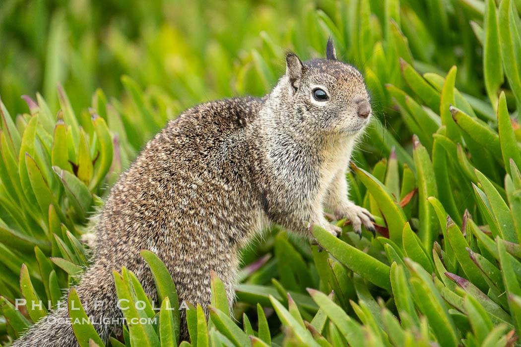 California ground squirrel, Otospermophilus beecheyi, La Jolla. USA, Otospermophilus beecheyi, natural history stock photograph, photo id 40158