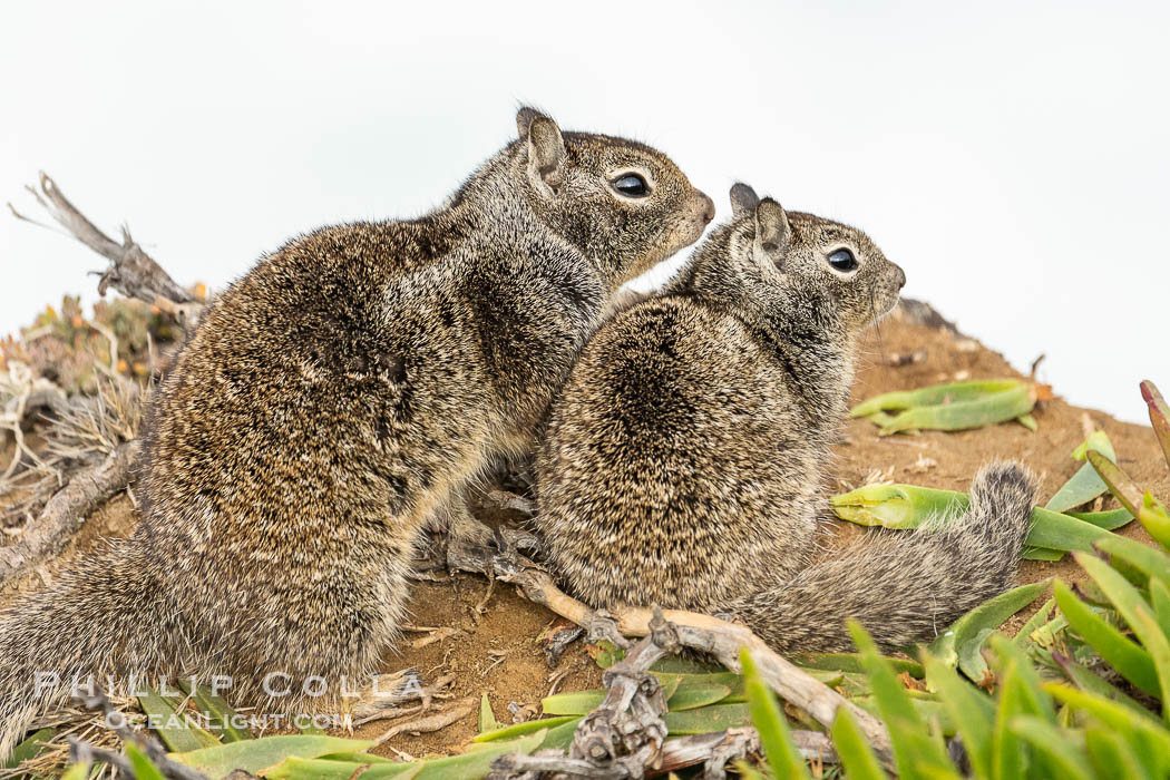 California ground squirrel, Otospermophilus beecheyi, La Jolla. USA, Otospermophilus beecheyi, natural history stock photograph, photo id 40157