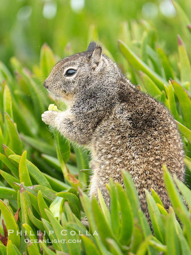 California ground squirrel, Otospermophilus beecheyi, La Jolla. USA, Otospermophilus beecheyi, natural history stock photograph, photo id 40161
