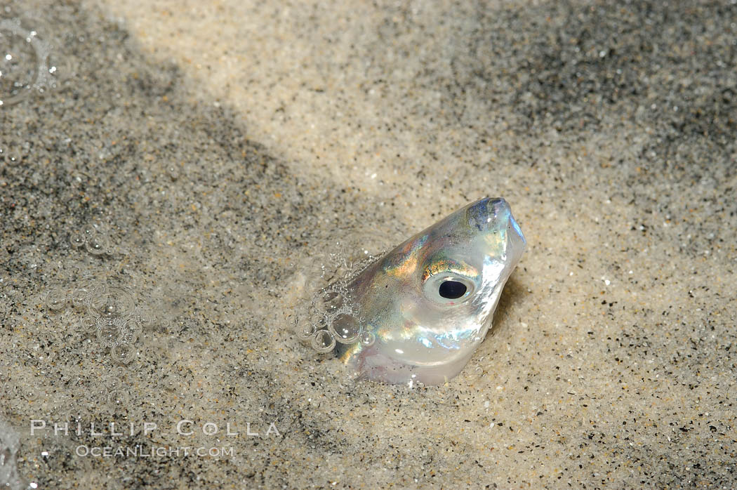 California grunion. Carlsbad, USA, Leuresthes tenuis, natural history stock photograph, photo id 09306