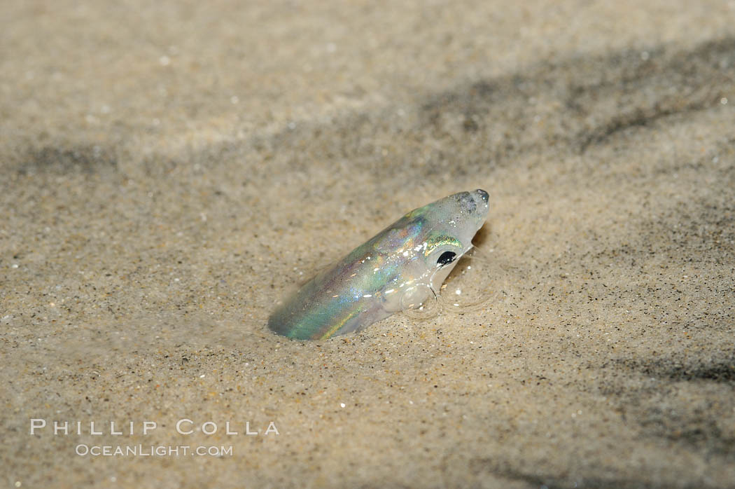 California grunion. Carlsbad, USA, Leuresthes tenuis, natural history stock photograph, photo id 09318