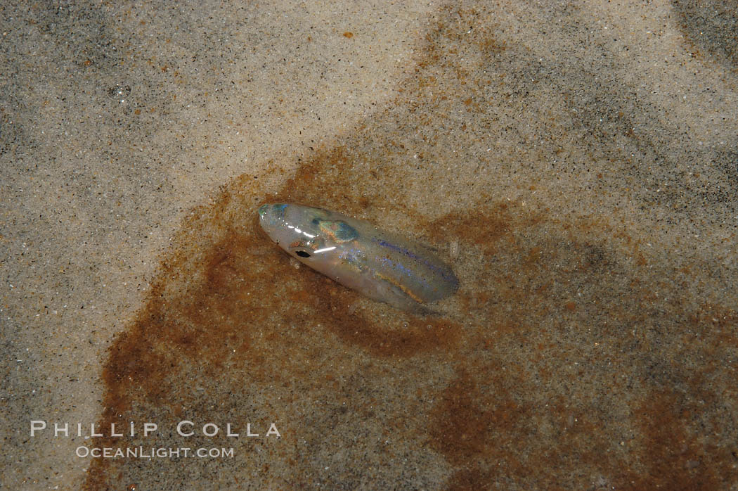 California grunion. Carlsbad, USA, Leuresthes tenuis, natural history stock photograph, photo id 09310