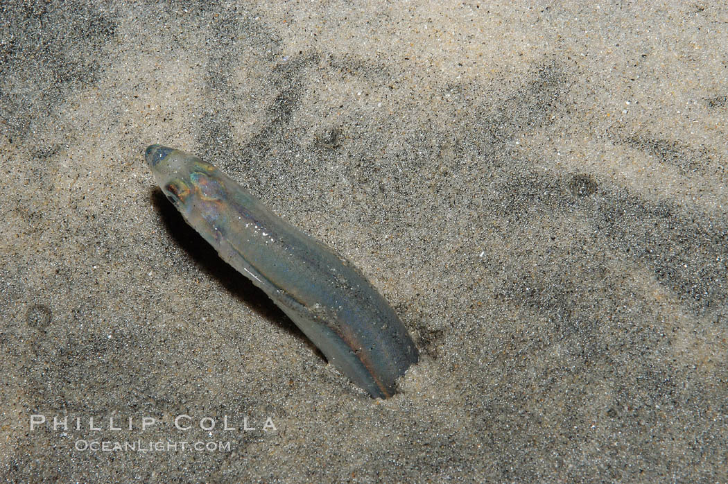 California grunion. Carlsbad, USA, Leuresthes tenuis, natural history stock photograph, photo id 09316