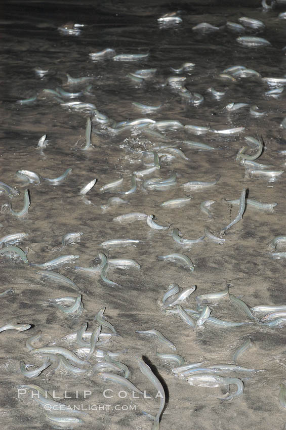 California grunion. Carlsbad, USA, Leuresthes tenuis, natural history stock photograph, photo id 09307