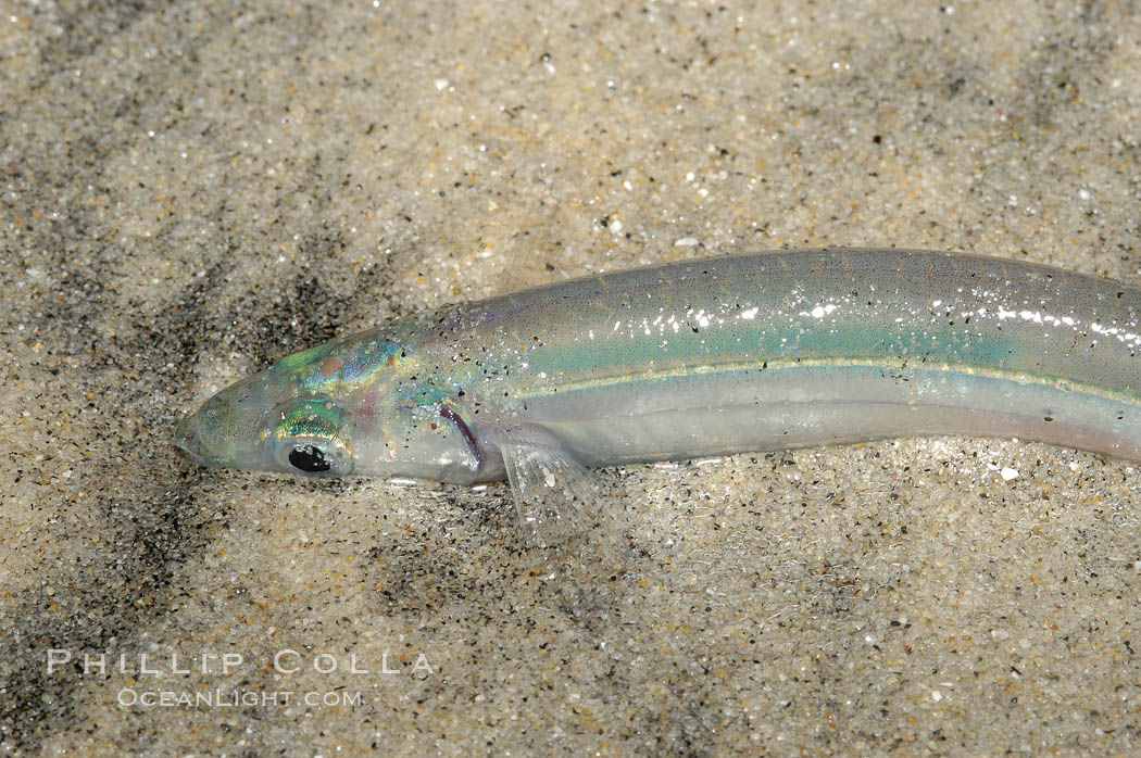 California grunion. Carlsbad, USA, Leuresthes tenuis, natural history stock photograph, photo id 09319