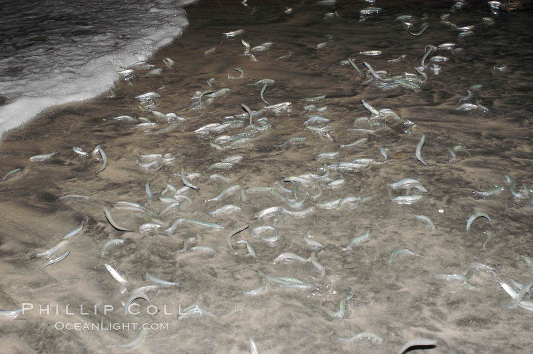 California grunion. Carlsbad, USA, Leuresthes tenuis, natural history stock photograph, photo id 09301