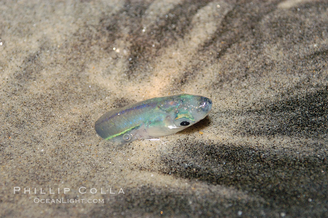 California grunion. Carlsbad, USA, Leuresthes tenuis, natural history stock photograph, photo id 09313