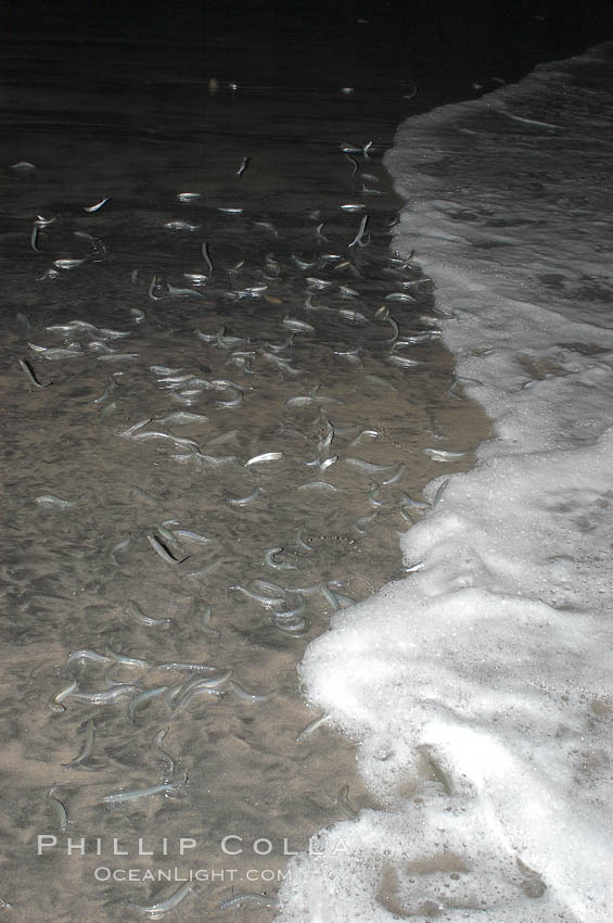 California grunion. Carlsbad, USA, Leuresthes tenuis, natural history stock photograph, photo id 09300