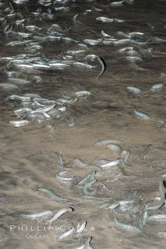 California grunion. Carlsbad, USA, Leuresthes tenuis, natural history stock photograph, photo id 09312