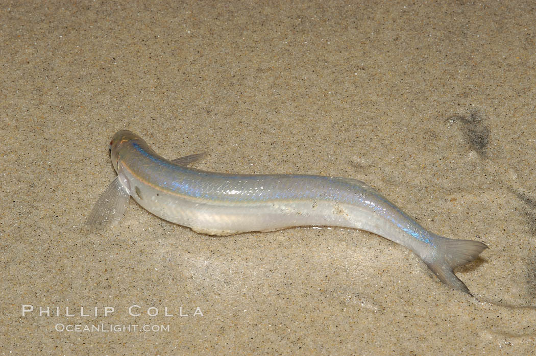 California grunion. Carlsbad, USA, Leuresthes tenuis, natural history stock photograph, photo id 09303