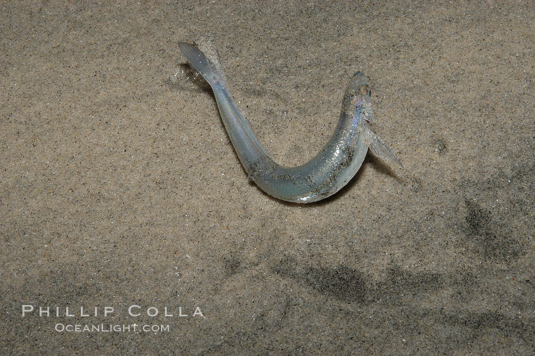 California grunion. Carlsbad, USA, Leuresthes tenuis, natural history stock photograph, photo id 09315