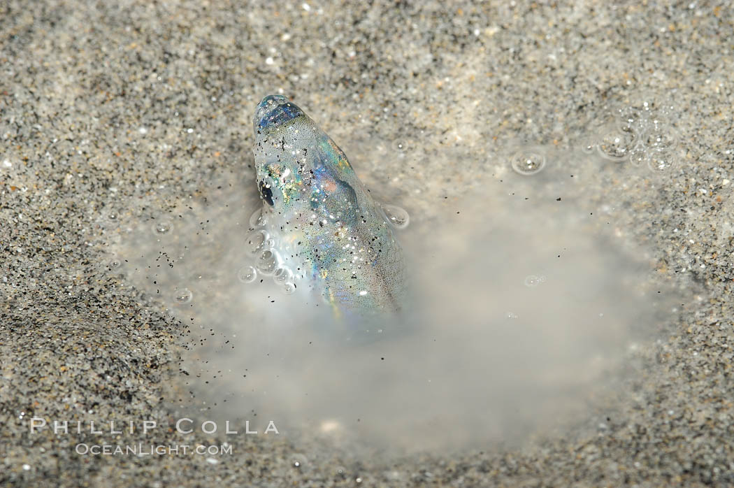 California grunion. Carlsbad, USA, Leuresthes tenuis, natural history stock photograph, photo id 09309