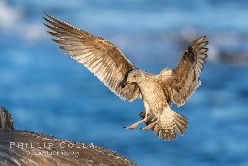 California gull juvenile (suspected), in flight with wings spread to land. La Jolla, USA, natural history stock photograph, photo id 37712