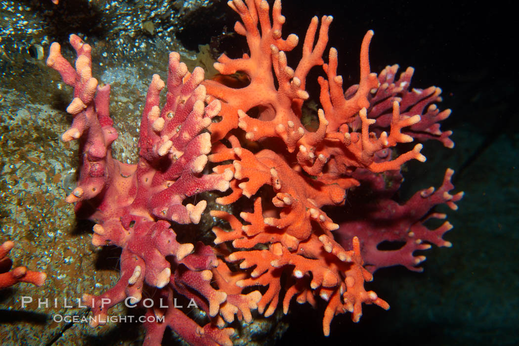 California hydrocoral., Allopora californica, Stylaster californicus, natural history stock photograph, photo id 21533