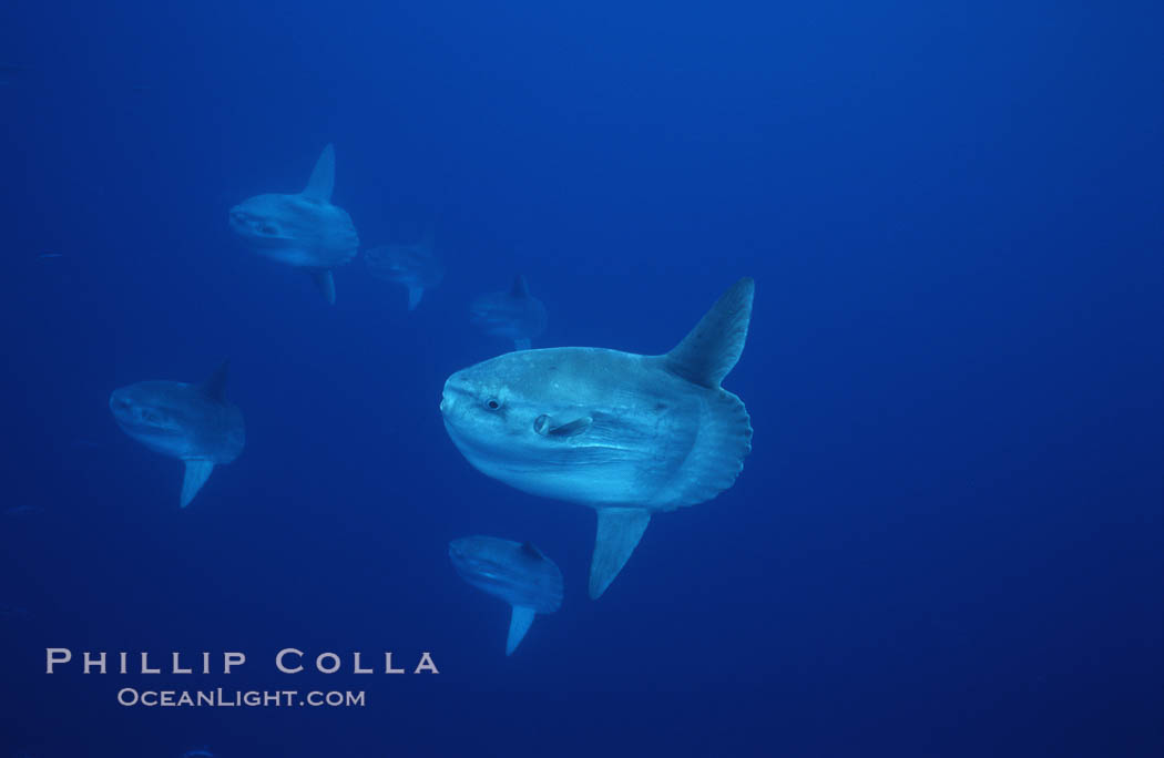 Ocean sunfish schooling, open ocean near San Diego. California, USA, Mola mola, natural history stock photograph, photo id 03630