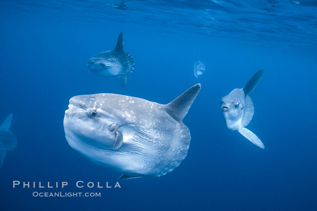 Ocean sunfish schooling, open ocean near San Diego. California, USA, Mola mola, natural history stock photograph, photo id 03634