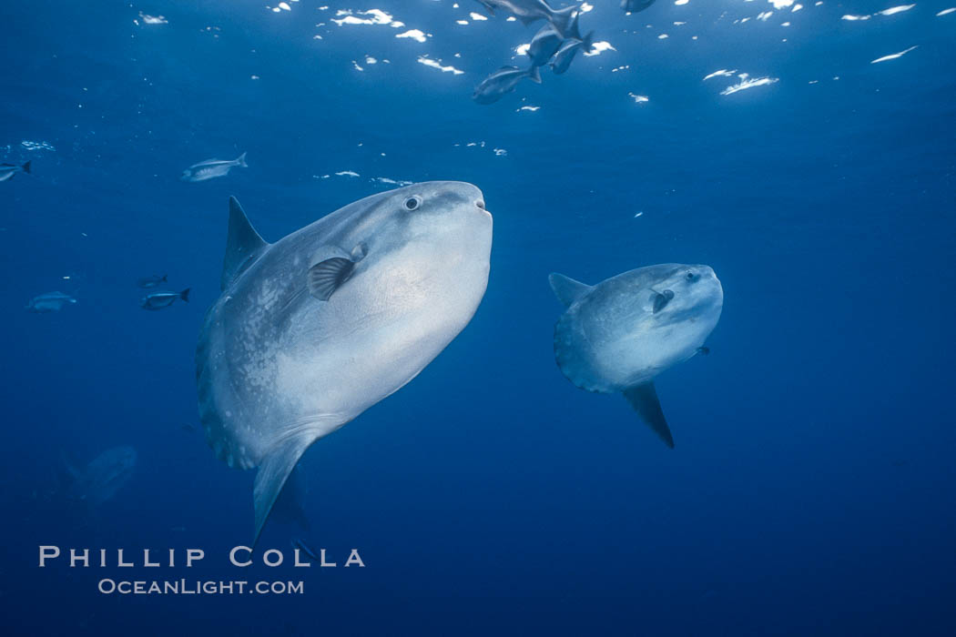 Ocean sunfish schooling, open ocean near San Diego. California, USA, Mola mola, natural history stock photograph, photo id 03638