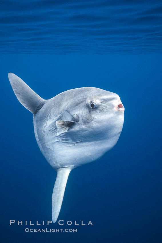 Ocean sunfish, open ocean near San Diego. California, USA, Mola mola, natural history stock photograph, photo id 03682