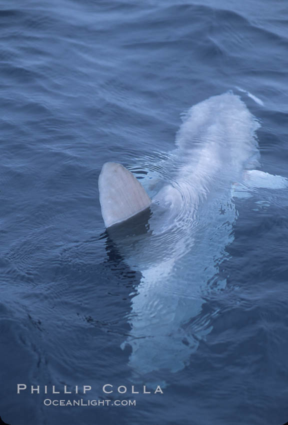 Ocean sunfish, finning at surface, open ocean near San Diego., Mola mola, natural history stock photograph, photo id 04794