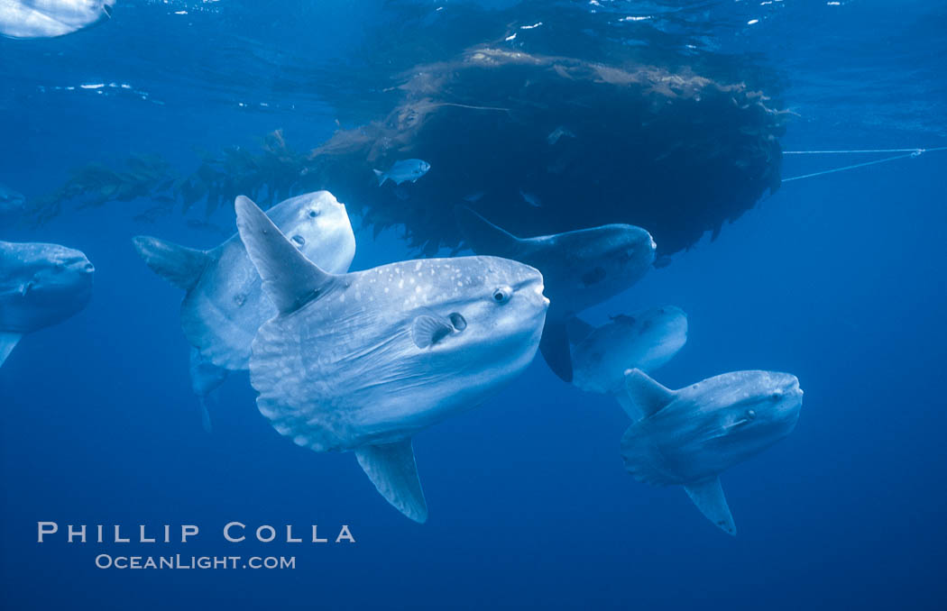 Ocean sunfish schooling near drift kelp, soliciting cleaner fishes, open ocean, Baja California., Mola mola, natural history stock photograph, photo id 06306