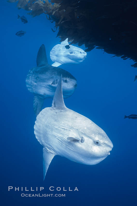 Ocean sunfish schooling near drift kelp, soliciting cleaner fishes, open ocean, Baja California., Mola mola, natural history stock photograph, photo id 06334