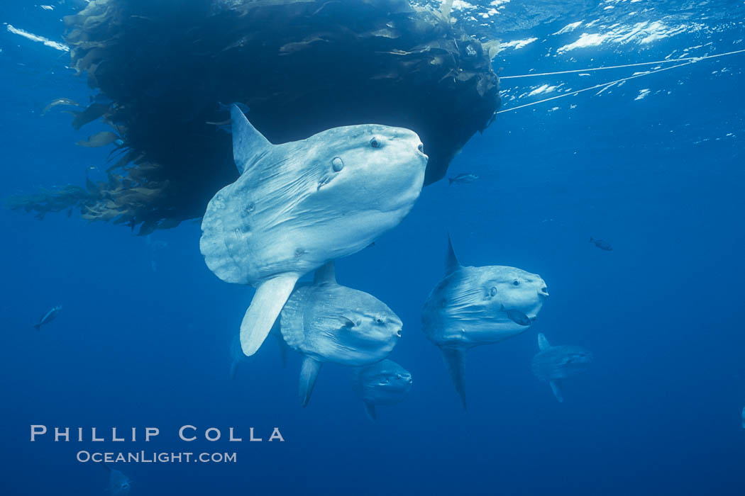 Ocean sunfish schooling near drift kelp, soliciting cleaner fishes, open ocean, Baja California., Mola mola, natural history stock photograph, photo id 06346