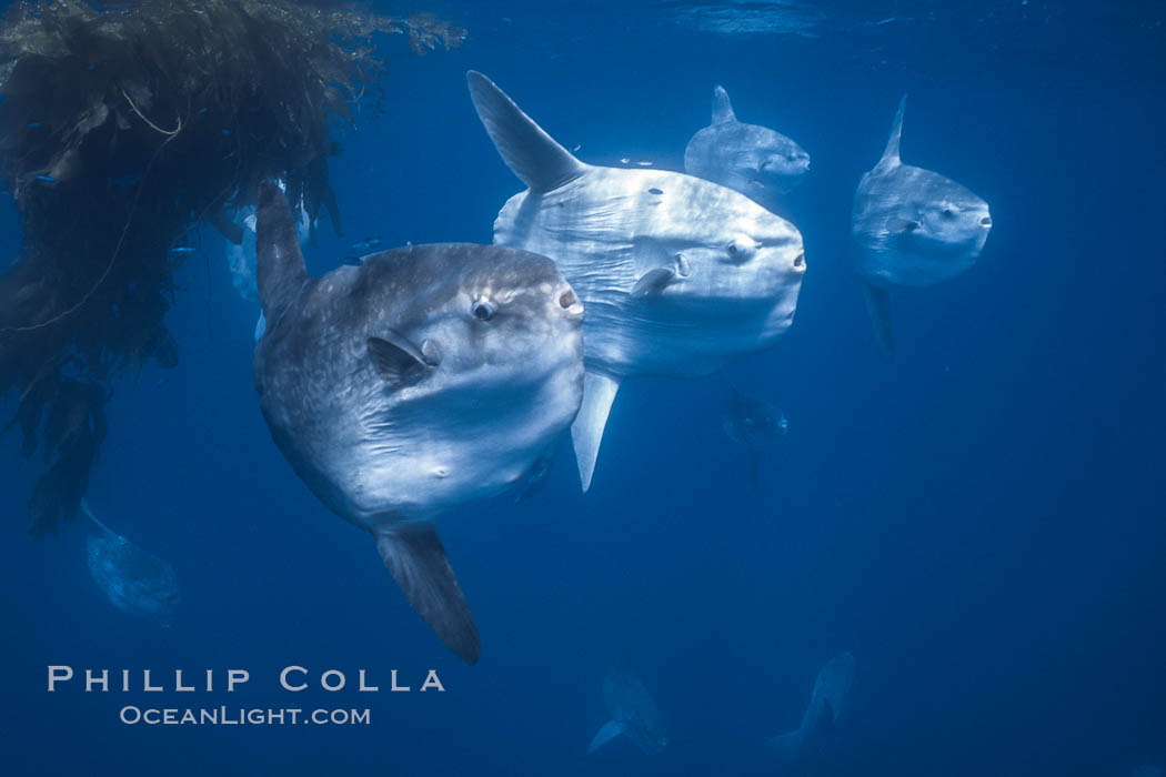 Ocean sunfish schooling near drift kelp, soliciting cleaner fishes, open ocean, Baja California., Mola mola, natural history stock photograph, photo id 06386