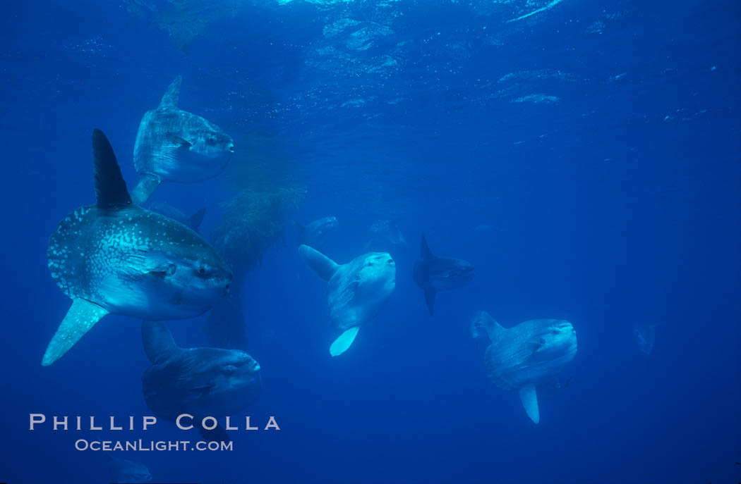 Ocean sunfish schooling near drift kelp, soliciting cleaner fishes, open ocean, Baja California., Mola mola, natural history stock photograph, photo id 06390