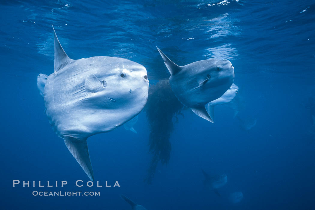 Ocean sunfish schooling near drift kelp, soliciting cleaner fishes, open ocean, Baja California., Mola mola, natural history stock photograph, photo id 06394