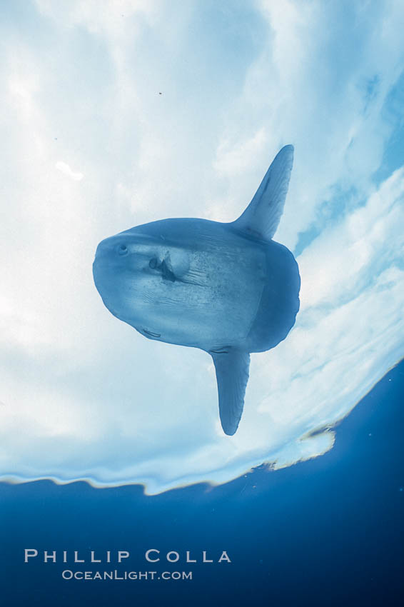 Ocean sunfish, basking at surface, open ocean, Baja California., Mola mola, natural history stock photograph, photo id 06414