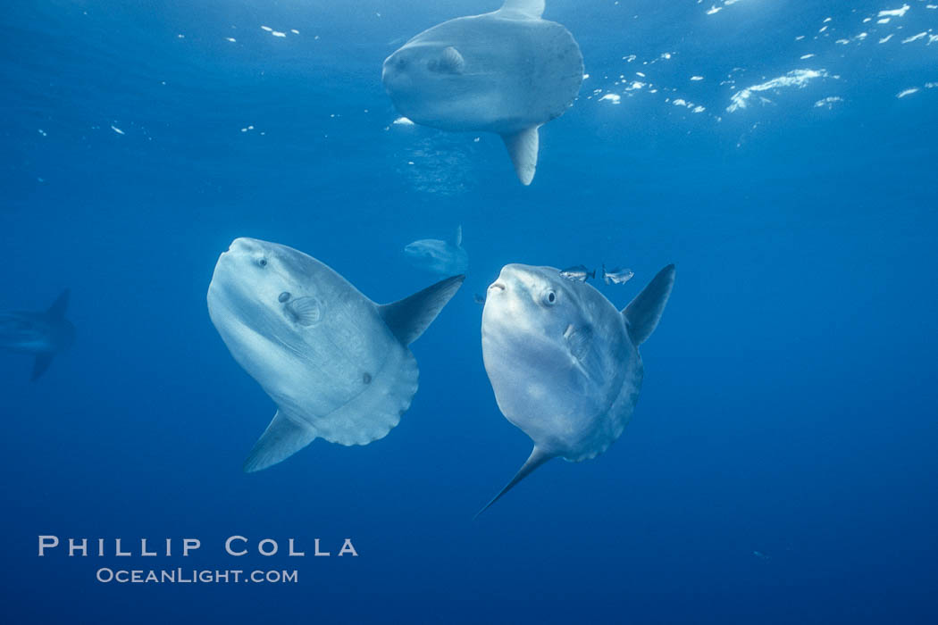 Ocean sunfish schooling, open ocean near San Diego. California, USA, Mola mola, natural history stock photograph, photo id 03632