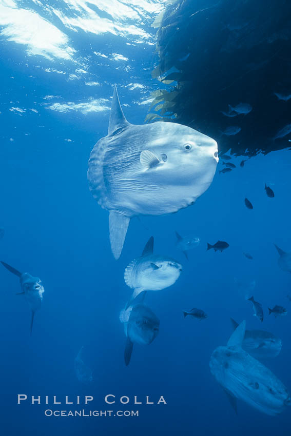 Ocean sunfish schooling near drift kelp, soliciting cleaner fishes, open ocean, Baja California., Mola mola, natural history stock photograph, photo id 06316