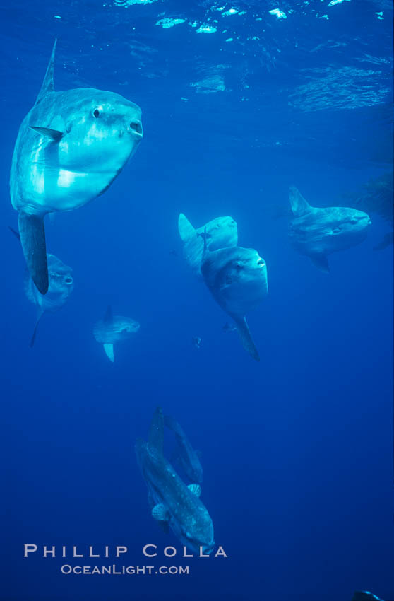 Ocean sunfish schooling near drift kelp, soliciting cleaner fishes, open ocean, Baja California., Mola mola, natural history stock photograph, photo id 06332