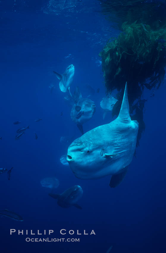 Ocean sunfish schooling near drift kelp, soliciting cleaner fishes, open ocean, Baja California., Mola mola, natural history stock photograph, photo id 06384