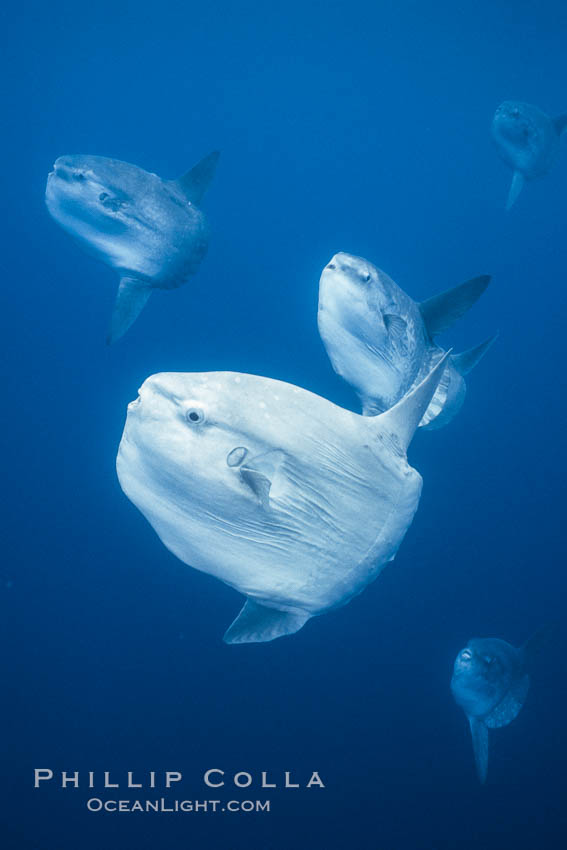 Ocean sunfish schooling near drift kelp, soliciting cleaner fishes, open ocean, Baja California., Mola mola, natural history stock photograph, photo id 06404