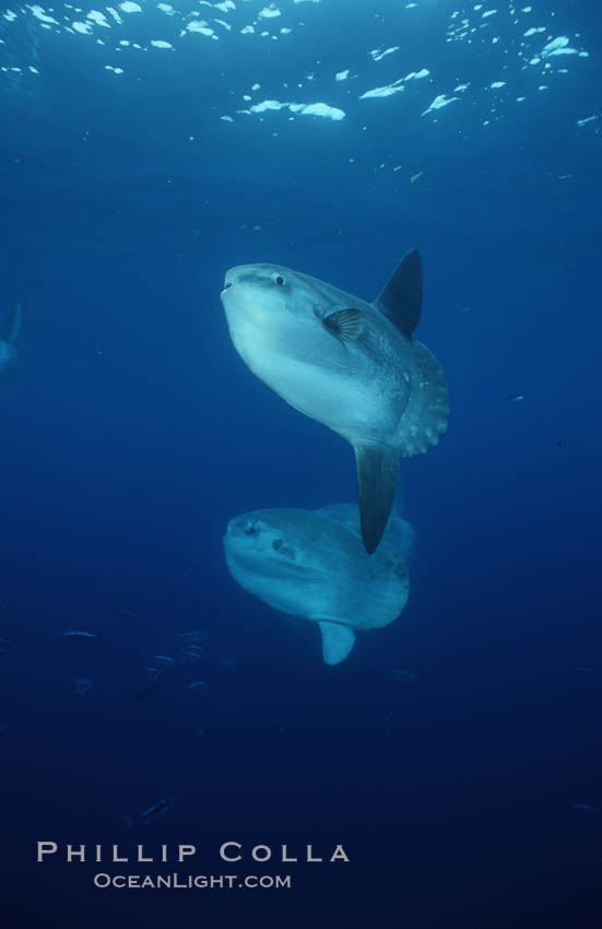 Ocean sunfish schooling, open ocean near San Diego. California, USA, Mola mola, natural history stock photograph, photo id 03615