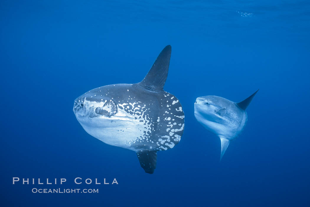 Ocean sunfish schooling, open ocean near San Diego. California, USA, Mola mola, natural history stock photograph, photo id 03623