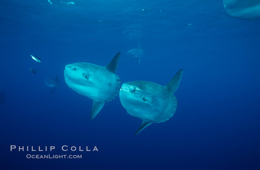 Ocean sunfish schooling, open ocean near San Diego. California, USA, Mola mola, natural history stock photograph, photo id 03631