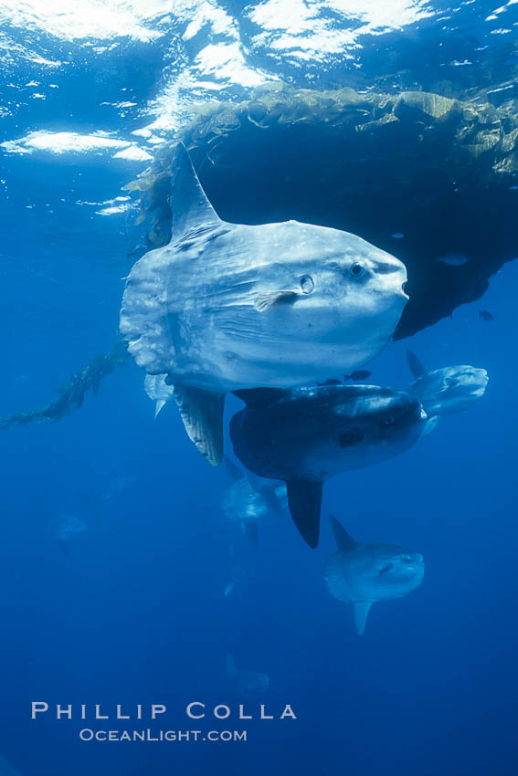 Ocean sunfish schooling near drift kelp, soliciting cleaner fishes, open ocean, Baja California., Mola mola, natural history stock photograph, photo id 06315