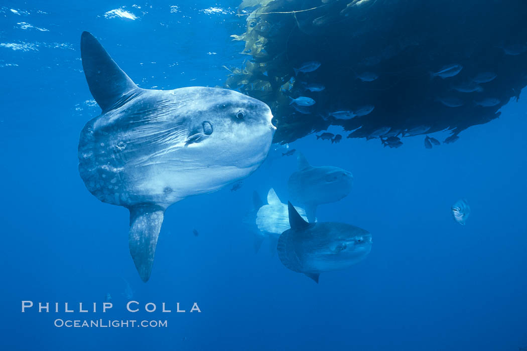 Ocean sunfish schooling near drift kelp, soliciting cleaner fishes, open ocean, Baja California., Mola mola, natural history stock photograph, photo id 06319