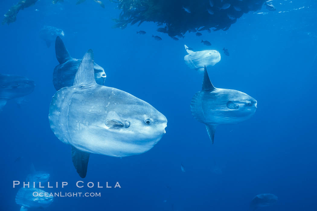 Ocean sunfish schooling near drift kelp, soliciting cleaner fishes, open ocean, Baja California., Mola mola, natural history stock photograph, photo id 06327